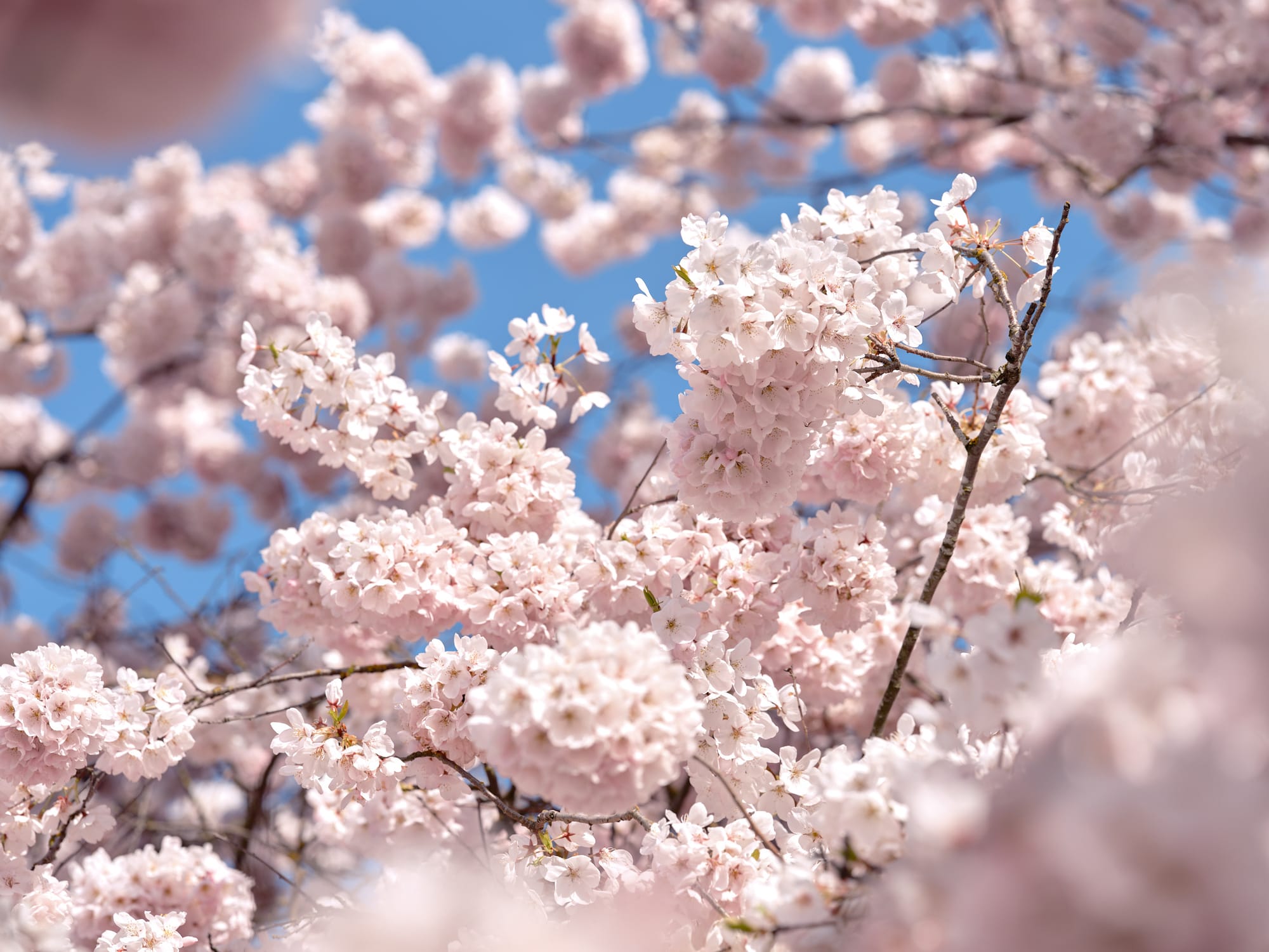 Delicate cherry blossoms create a cloud of pale pink petals against the cerulean Portland sky at Tom McCall Waterfront Park. The soft focus technique transforms the flowering branches into an impressionistic tapestry, with individual clusters of blossoms emerging from the dreamy blur of spring's ephemeral display. Golden stamens catch the natural light, adding warmth to the predominantly cool palette of pink and blue tones. The intimate framing captures the fleeting beauty of hanami season along the Willamette River waterfront.