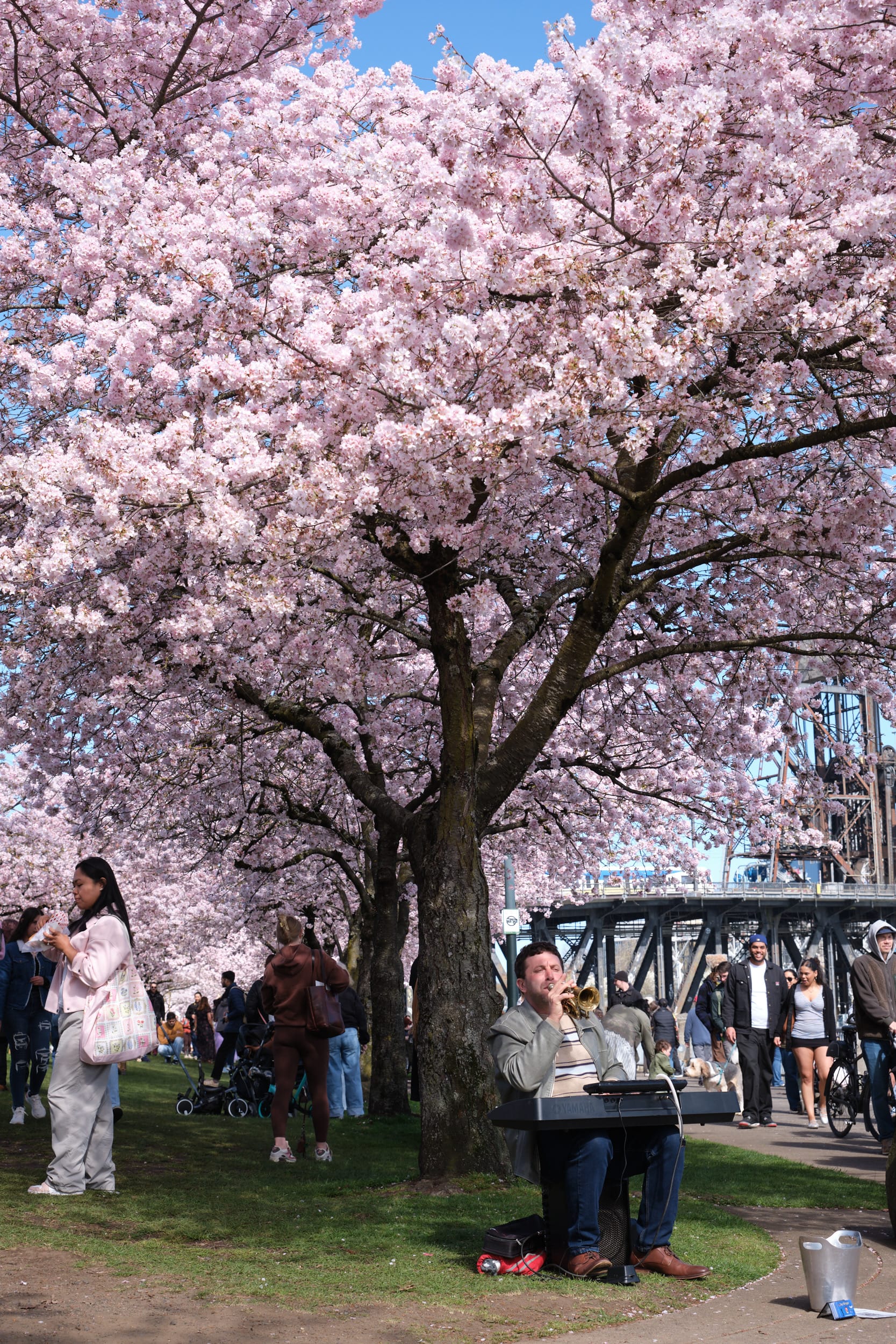 A street musician performs beneath the magnificent cherry blossoms at Tom McCall Waterfront Park, his trumpet gleaming in the dappled sunlight filtering through clouds of pale pink petals. The scene captures Portland's quintessential spring ritual as visitors gather along the Willamette River waterfront, some pausing to listen while others stroll past the iconic Steel Bridge visible in the background. The photographer's low angle emphasizes the towering sakura tree's dramatic spread against the azure sky, creating an intimate portrait of urban nature and community gathering during peak bloom season.