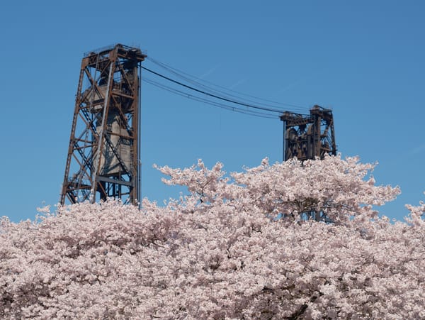 Cherry blossoms in peak bloom frame Portland's historic Steel Bridge, soft pink petals contrasting against industrial steel towers and a blue sky at Tom McCall Waterfront Park.
