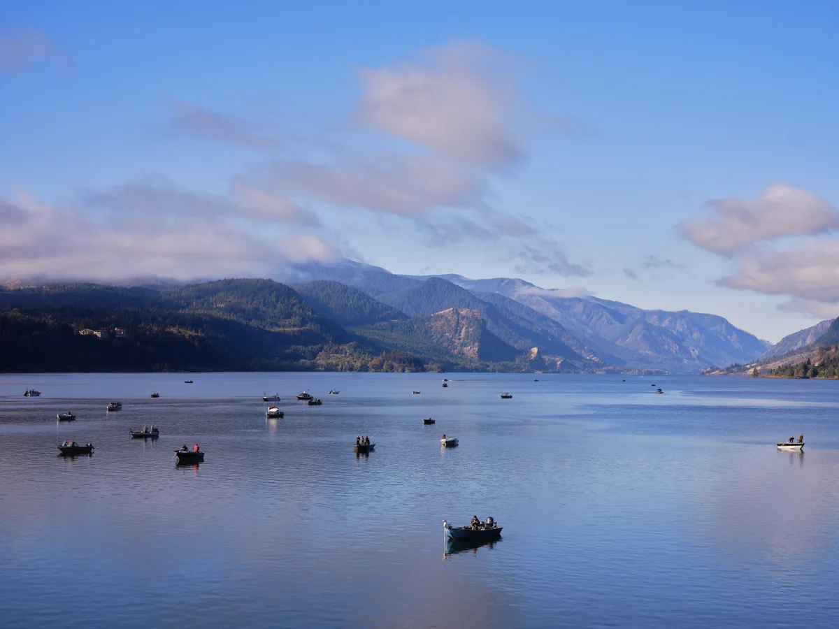 A constellation of fishing boats dots the waters of the Columbia River near White Salmon, Washington, their hulls reflected in the calm surface. The forested slopes of the Columbia River Gorge rise dramatically in the background, their autumn-touched ridges disappearing into wisps of morning mist. Soft blue light bathes the entire scene, creating an atmosphere of peaceful industry as anglers begin their day on these historic waters. The composition captures the intimate scale of human activity against the grand sweep of the Pacific Northwest landscape.