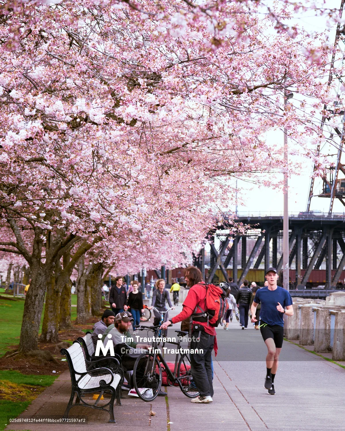 A cascade of pale pink cherry blossoms creates a floral canopy over the bustling Willamette Greenway Trail at Tom McCall Waterfront Park. Beneath the ephemeral blooms, Portland residents embrace the season's promise—a jogger in navy strides past cyclists pausing on park benches, while the industrial lattice of the Hawthorne Bridge spans the background like urban architecture yielding to nature's brief but spectacular display. The scene captures that fleeting Pacific Northwest moment when winter's grip loosens and the city collectively exhales into spring.