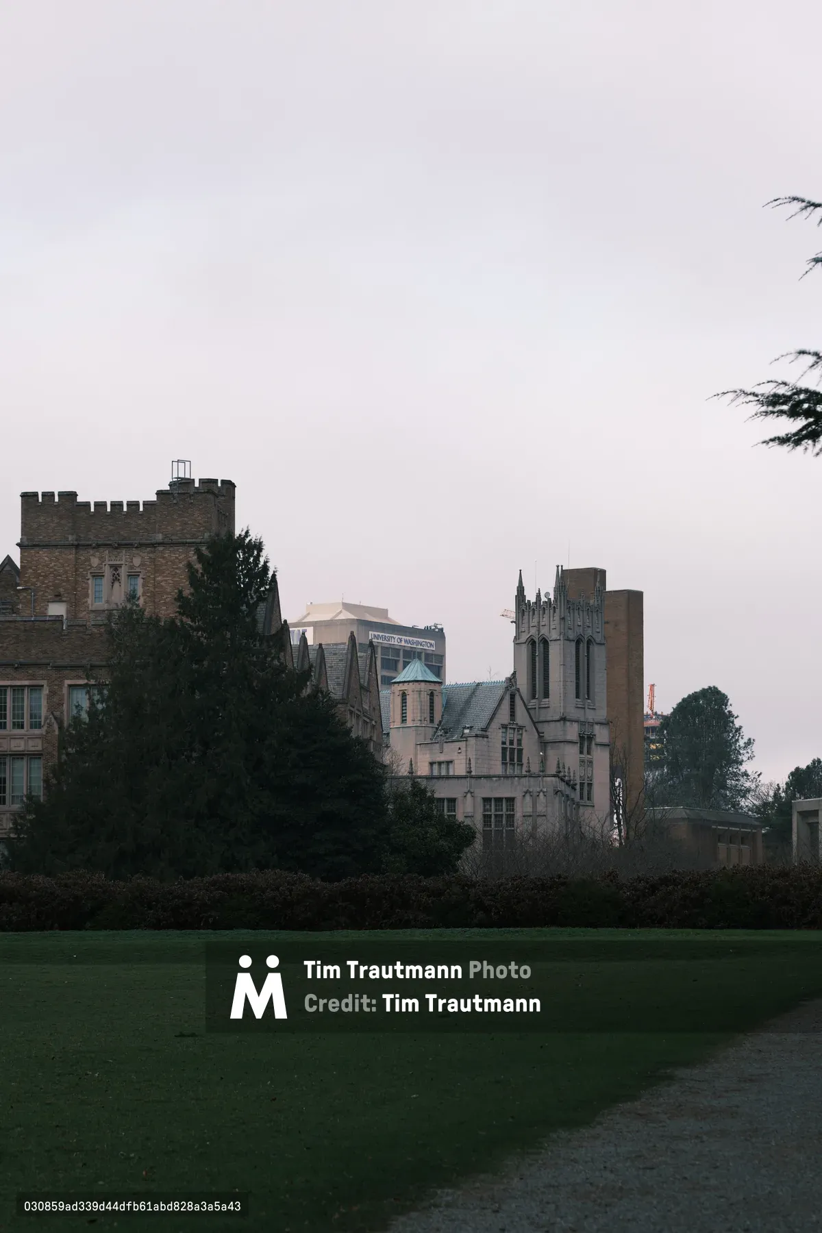The University of Washington's Gothic Revival architecture emerges from verdant campus grounds under a pearl-gray evening sky. Stone towers and castellated buildings create dramatic silhouettes against the soft twilight, while mature trees frame the foreground in deep shadows. The scene captures the institutional grandeur of the Seattle campus, where academic spires pierce the overcast Pacific Northwest atmosphere with medieval-inspired majesty.