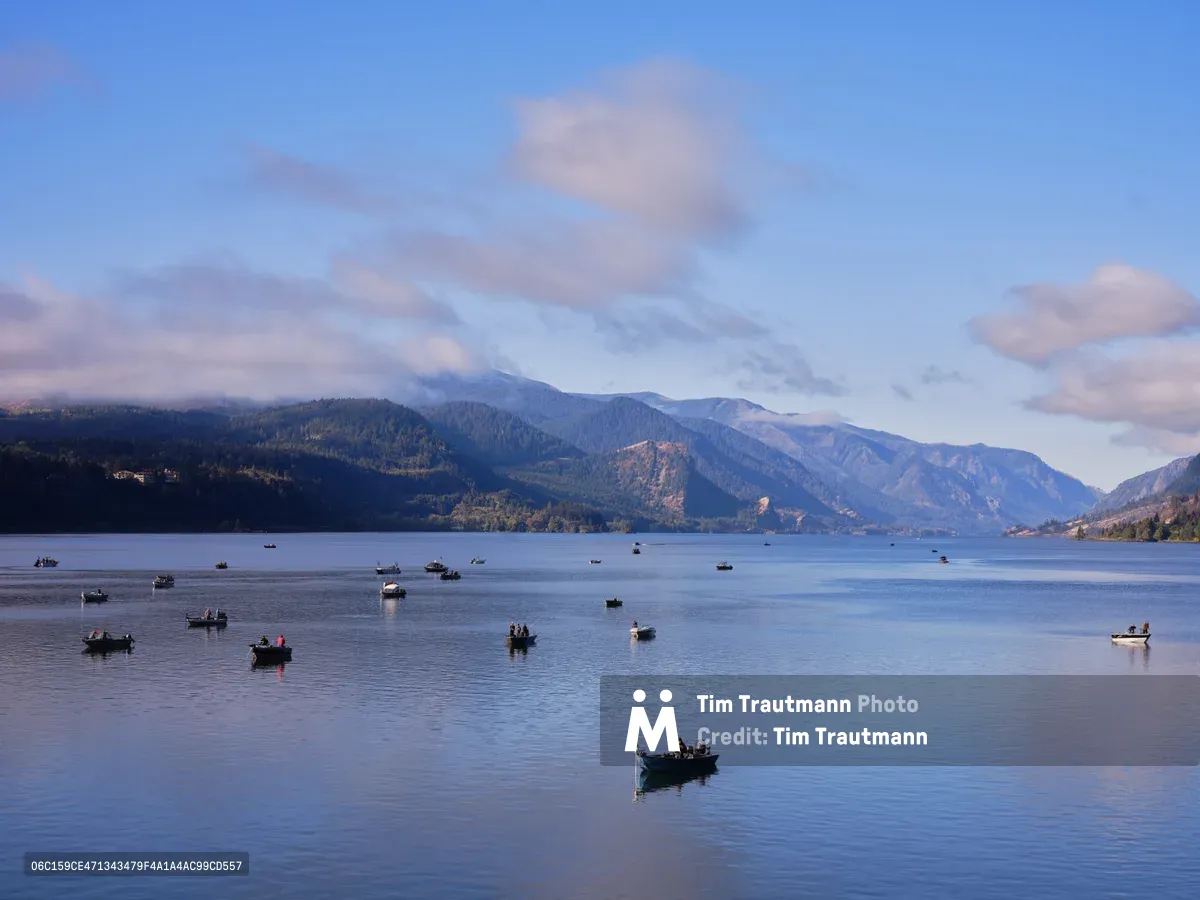A constellation of fishing boats dots the waters of the Columbia River near White Salmon, Washington, their hulls reflected in the calm surface. The forested slopes of the Columbia River Gorge rise dramatically in the background, their autumn-touched ridges disappearing into wisps of morning mist. Soft blue light bathes the entire scene, creating an atmosphere of peaceful industry as anglers begin their day on these historic waters. The composition captures the intimate scale of human activity against the grand sweep of the Pacific Northwest landscape.
