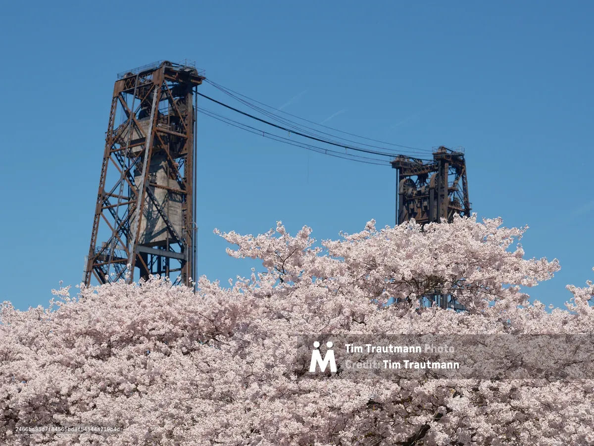 A cloud of delicate cherry blossoms in peak bloom creates a dreamy foreground against the weathered steel towers of Portland's historic Steel Bridge. The industrial lattice work and suspension cables stretch across a crystalline blue sky, while the soft pink petals blur into an impressionistic veil. This juxtaposition captures the essence of Portland's Tom McCall Waterfront Park, where nature's ephemeral beauty meets the city's enduring industrial character along the Willamette River.