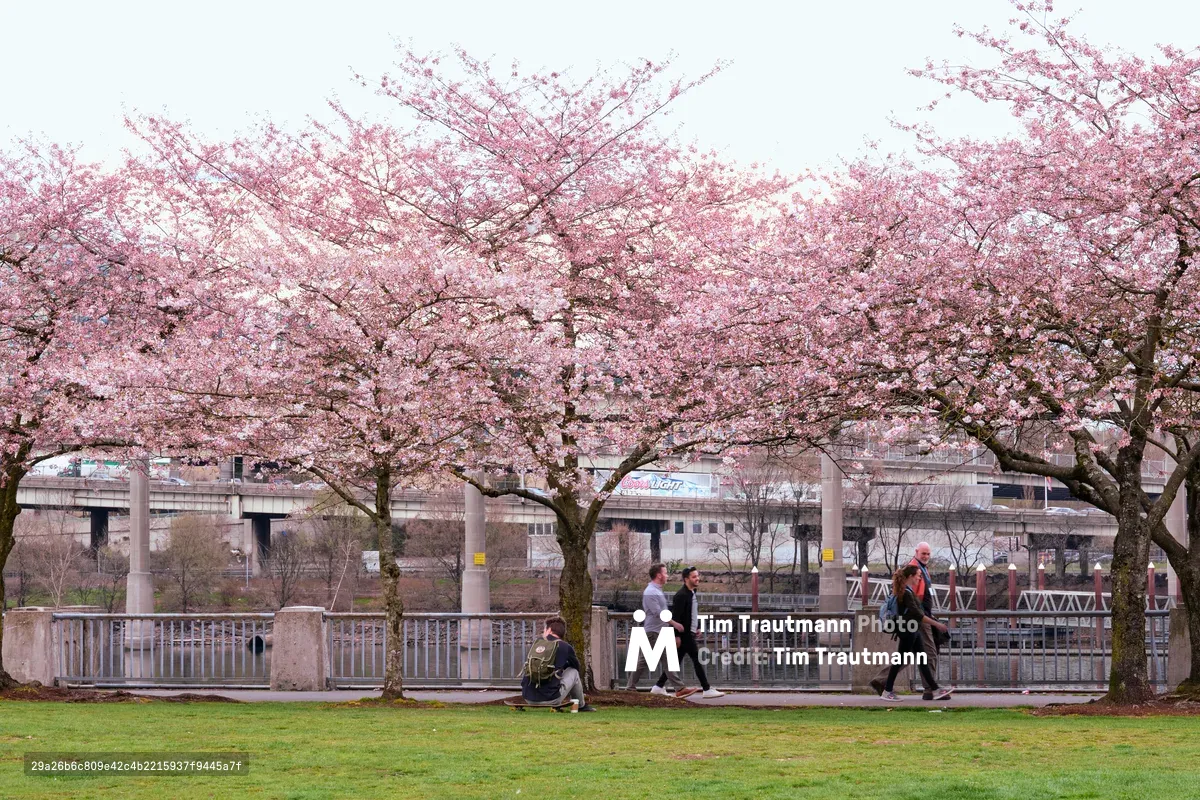 Magnificent cherry trees in full bloom create a rose-tinted canopy over Tom McCall Waterfront Park, their delicate petals forming a dreamy contrast against the industrial backdrop of Portland's infrastructure. Pedestrians and cyclists move leisurely along the paved pathway beneath the flowering branches, while the Willamette River and urban skyline provide a distinctly Pacific Northwest setting. The overcast sky creates soft, diffused lighting that enhances the ethereal quality of the blossoms and gives the scene a contemplative, almost melancholic beauty.