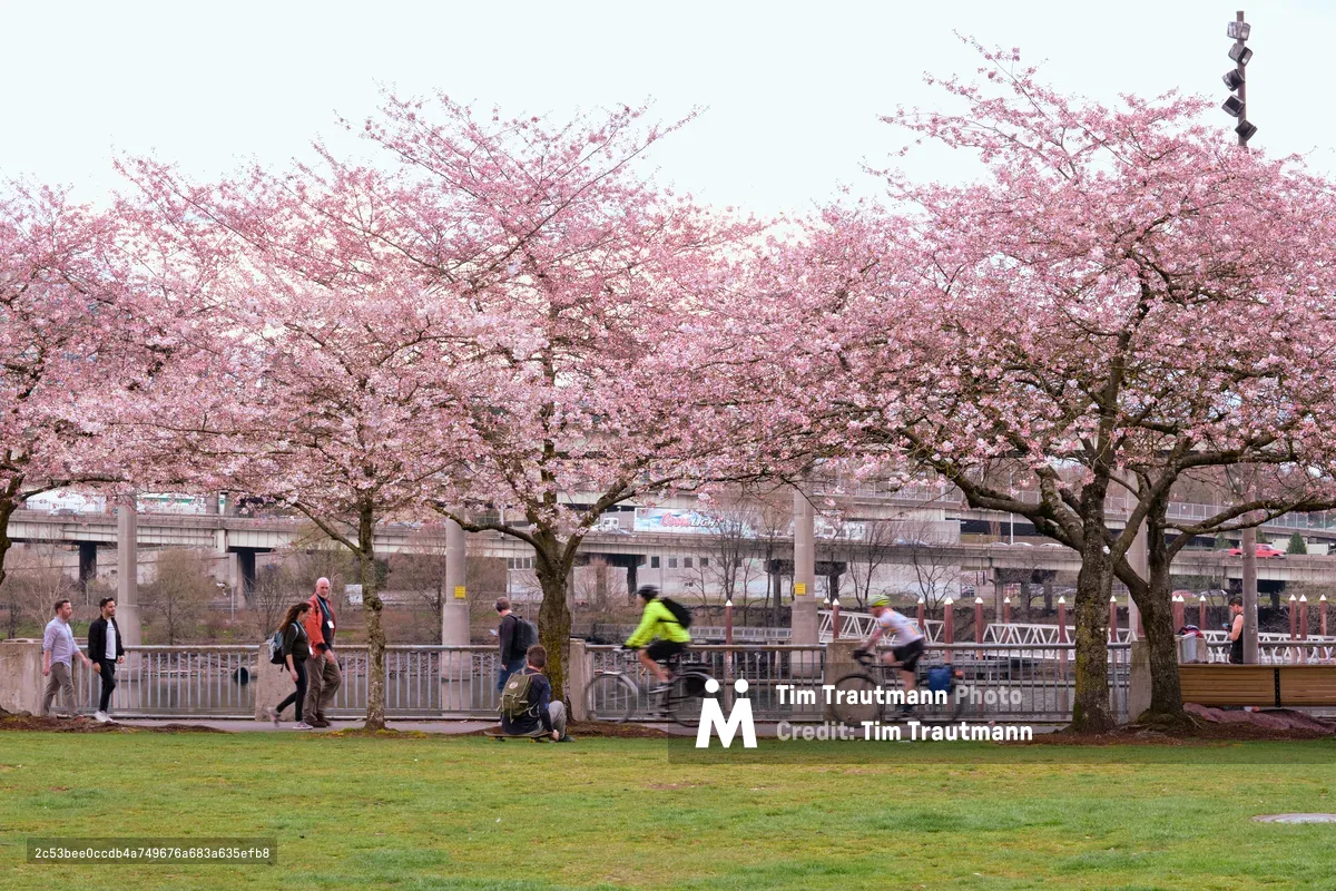 Motion-blurred cyclists streak past in vibrant yellow and white jerseys beneath the ethereal pink canopy of cherry blossoms at Tom McCall Waterfront Park. The delicate sakura branches create a dreamy overhead veil against the overcast Oregon sky, while pedestrians stroll along the concrete pathway and urban infrastructure frames the background. The soft, diffused light captures the fleeting nature of both spring's ephemeral beauty and the cyclists' swift passage through this beloved Portland riverside sanctuary.