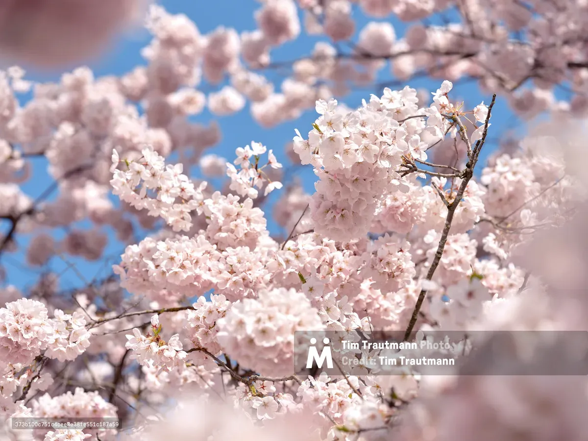 Delicate cherry blossoms create a cloud of pale pink petals against the cerulean Portland sky at Tom McCall Waterfront Park. The soft focus technique transforms the flowering branches into an impressionistic tapestry, with individual clusters of blossoms emerging from the dreamy blur of spring's ephemeral display. Golden stamens catch the natural light, adding warmth to the predominantly cool palette of pink and blue tones. The intimate framing captures the fleeting beauty of hanami season along the Willamette River waterfront.