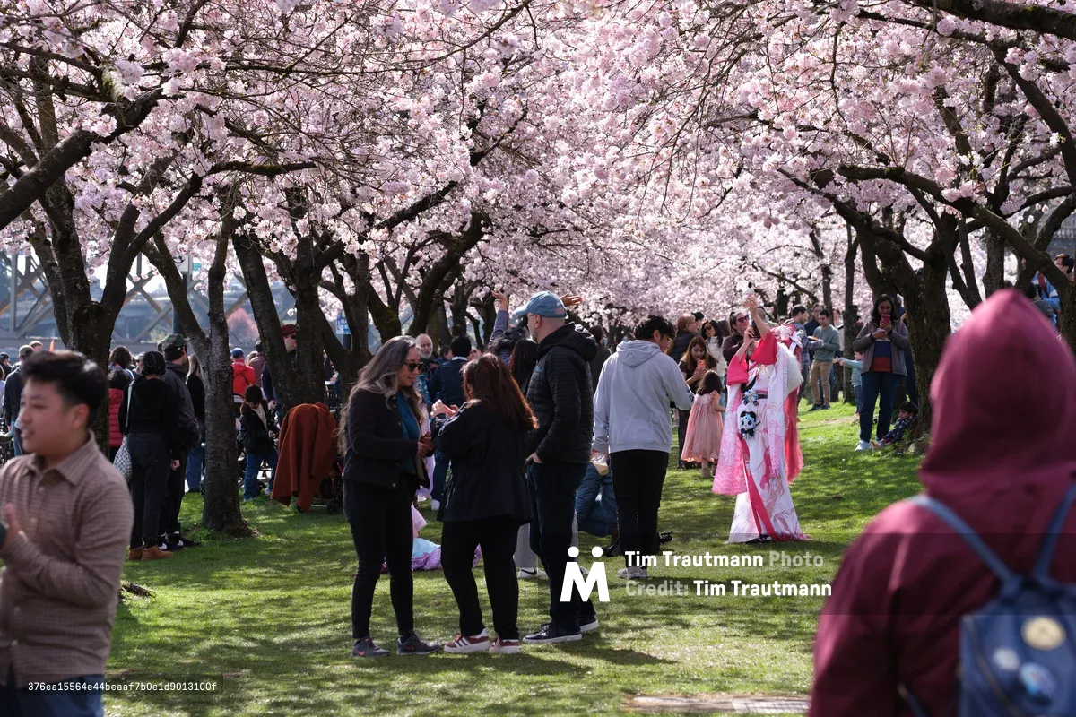 Crowds gather beneath a canopy of pale pink cherry blossoms in full bloom at Tom McCall Waterfront Park along Portland's Willamette River. The scene captures the ephemeral beauty of spring hanami as families and visitors stroll across emerald grass, with some wearing traditional garments that echo the delicate pink petals above. Dappled sunlight filters through the dense flowering branches, creating an intimate cathedral of blossoms that frames this beloved annual ritual of renewal.
