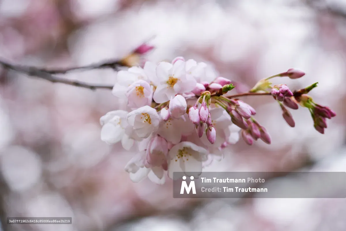 A delicate cluster of cherry blossoms emerges in sharp focus against the dreamy, pink-tinted backdrop of Portland's Tom McCall Waterfront Park. The pristine white petals, kissed with the faintest blush of rose, display golden stamens that catch the soft spring light. Unopened buds in various stages of bloom create a tender composition of anticipation and renewal. The shallow depth of field transforms the surrounding cherry grove into an impressionistic wash of pastel tones, embodying the ephemeral beauty of Portland's celebrated sakura season.