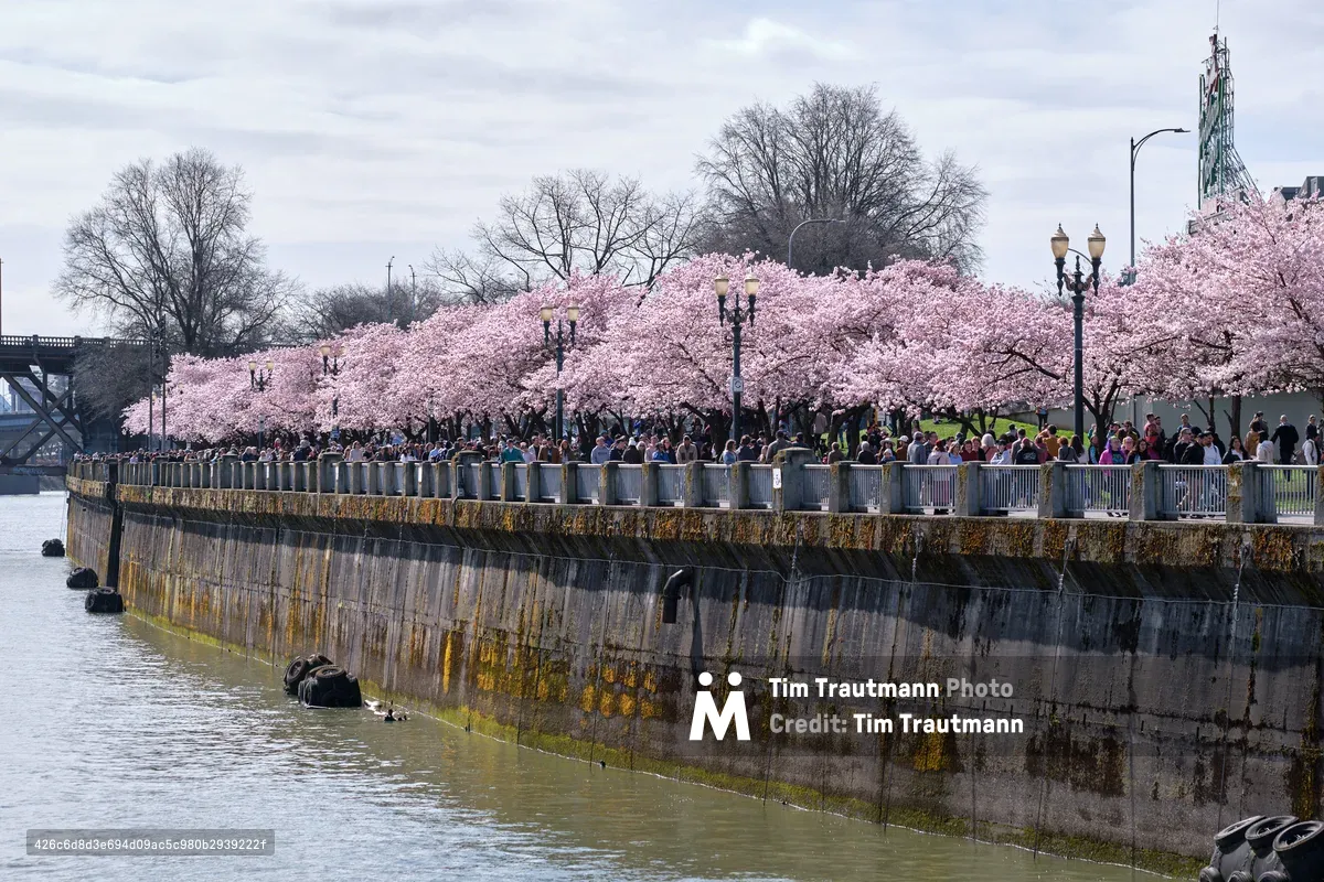 A weathered concrete seawall curves along the murky Willamette River, its moss-stained surface contrasting with the ethereal pink canopy of cherry blossoms that crowns Tom McCall Waterfront Park above. Hundreds of visitors line the promenade's metal railings, drawn by spring's fleeting spectacle beneath an overcast Portland sky. The industrial Steel Bridge looms in the distance, while ornate lampposts punctuate the scene with Old World elegance.