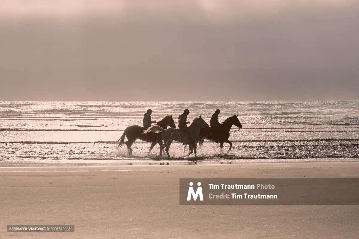 Three equestrians emerge as dark silhouettes against the pewter-toned Pacific, their horses' hooves disturbing the wet sand as waves retreat into foam. The overcast Oregon sky bathes Wheeler's coastline in ethereal rose-gold light, creating a dreamlike atmosphere where rider and mount become one with the endless horizon. Each figure appears suspended in time, their forms etched against the rhythmic surf that has shaped this stretch of Tillamook County's rugged shore for millennia.