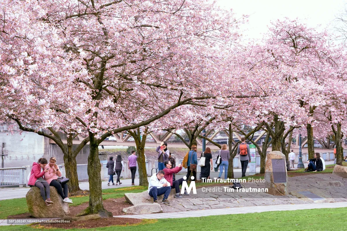 A luminous grove of cherry blossoms creates a pink ceiling over Tom McCall Waterfront Park, where visitors gather in quiet contemplation and casual conversation. The delicate sakura petals filter soft daylight onto stone pathways and emerald grass, while people of all ages find respite beneath the flowering branches. The urban waterfront setting provides a serene contrast to Portland's cityscape, with the Willamette River visible beyond the blooming canopy.