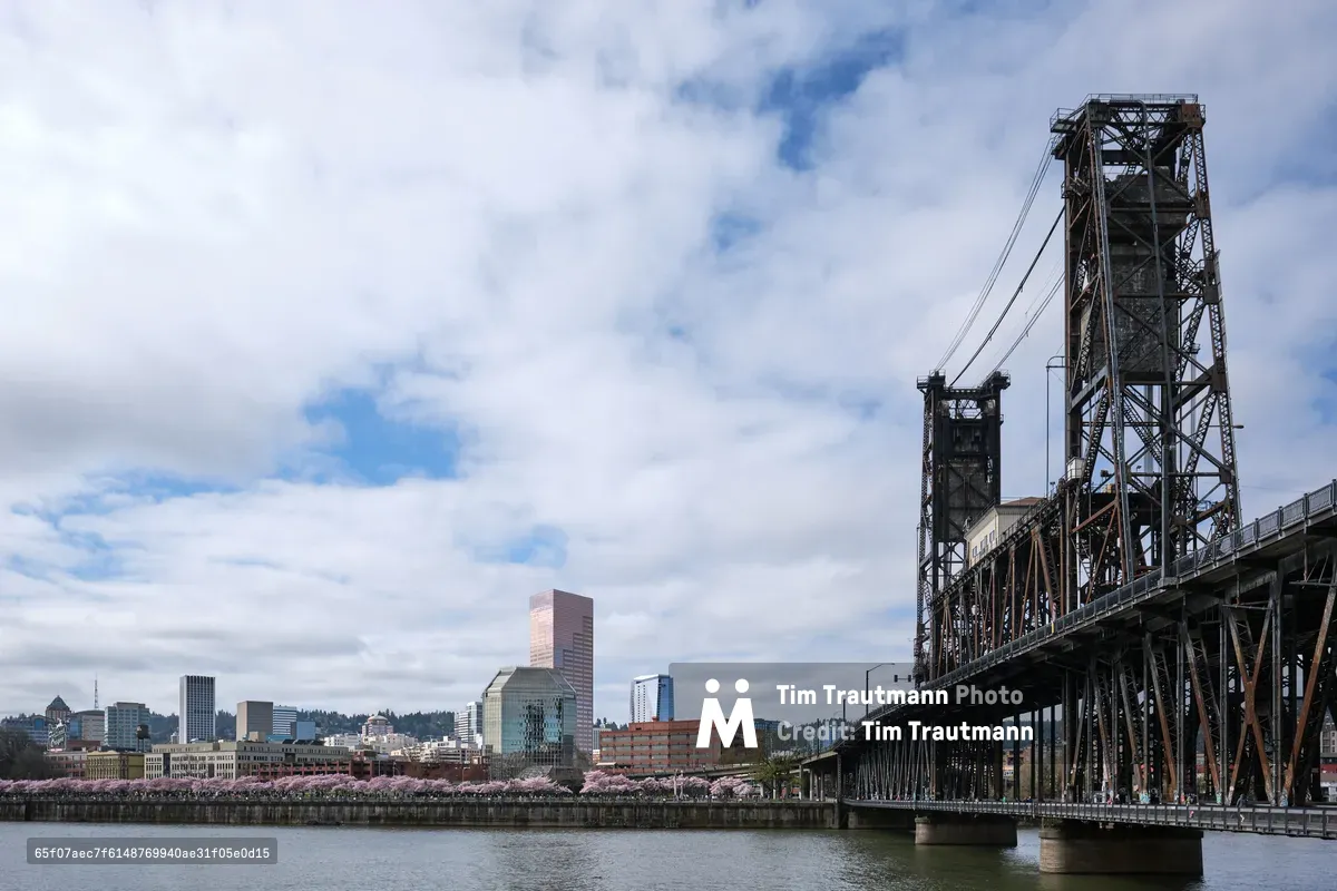 Cherry blossoms in delicate pink clouds line the Tom McCall Waterfront Park along the Willamette River, creating a soft foreground to Portland's iconic Steel Bridge and downtown skyline. The weathered industrial lattework of the historic lift bridge contrasts beautifully with the ephemeral spring blooms, while modern glass towers rise beyond under a contemplative overcast sky. The scene captures Portland's distinctive blend of natural beauty and urban infrastructure, photographed from the Vera Katz Eastbank Esplanade perspective.