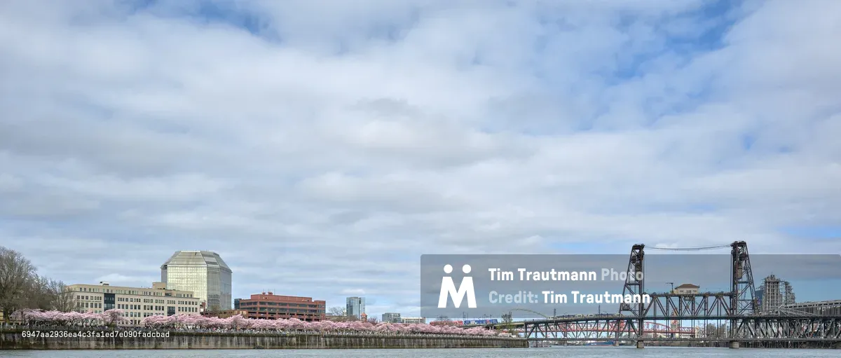 A panoramic view captures Portland's Tom McCall Waterfront Park in spring bloom, where delicate pink cherry blossoms create a romantic foreground along the Willamette River's eastern bank. The Steel Bridge's distinctive lift span dominates the right side of the frame, its industrial lattework contrasting beautifully with nature's seasonal display. Portland's downtown skyline rises beyond the flowering trees under a moody sky of layered clouds, creating a quintessential Pacific Northwest scene where urban architecture harmonizes with natural beauty.