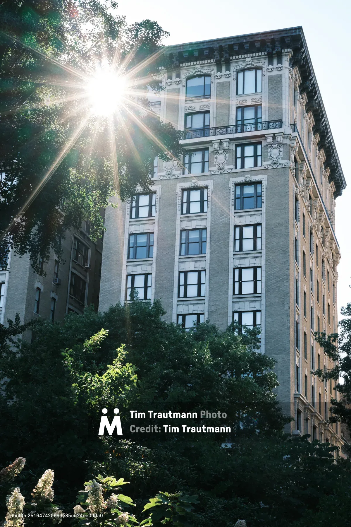 Golden morning light erupts in dramatic sunbeams through the canopy of Central Park's mature trees, illuminating the elegant pre-war limestone facade of a classic Manhattan apartment building. The ornate Beaux-Arts architecture features decorative stonework, symmetrical window bays, and wrought-iron balconies that catch the warm light filtering through verdant foliage. Lush understory plantings frame the composition, creating layers of green that soften the urban grandeur of this iconic New York residential street.