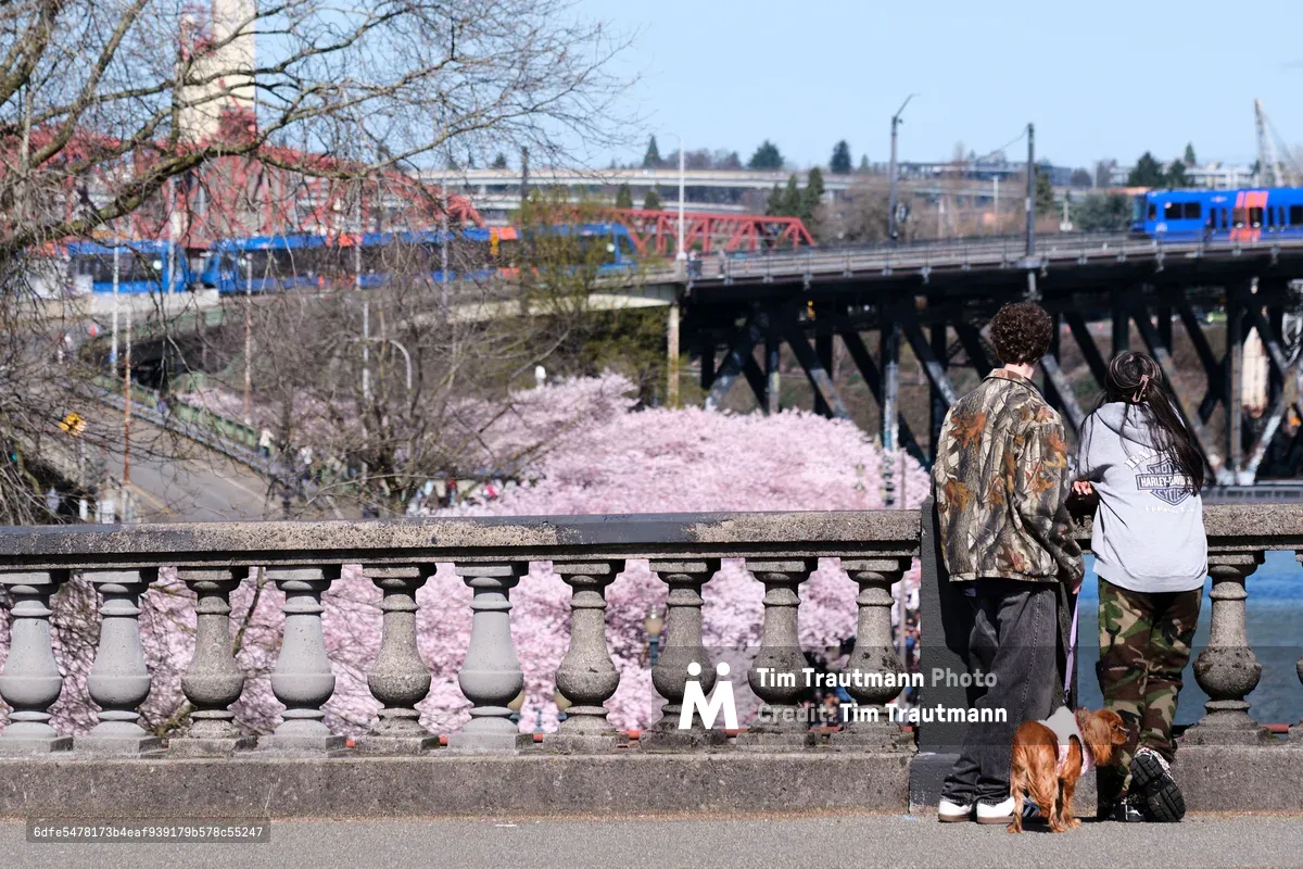 Two figures stand in quiet contemplation at the stone balustrade overlooking Tom McCall Waterfront Park's renowned cherry blossom grove, their small dog companion adding intimacy to the scene. The ornate concrete balusters frame cascading clouds of pale pink sakura blooms that carpet the park below, while the iconic Burnside Bridge spans the background with its steel truss architecture and passing blue MAX train. Soft spring light bathes this elevated vantage point, capturing a moment of urban tranquility where nature's ephemeral beauty transforms Portland's riverfront into a fleeting pink paradise.