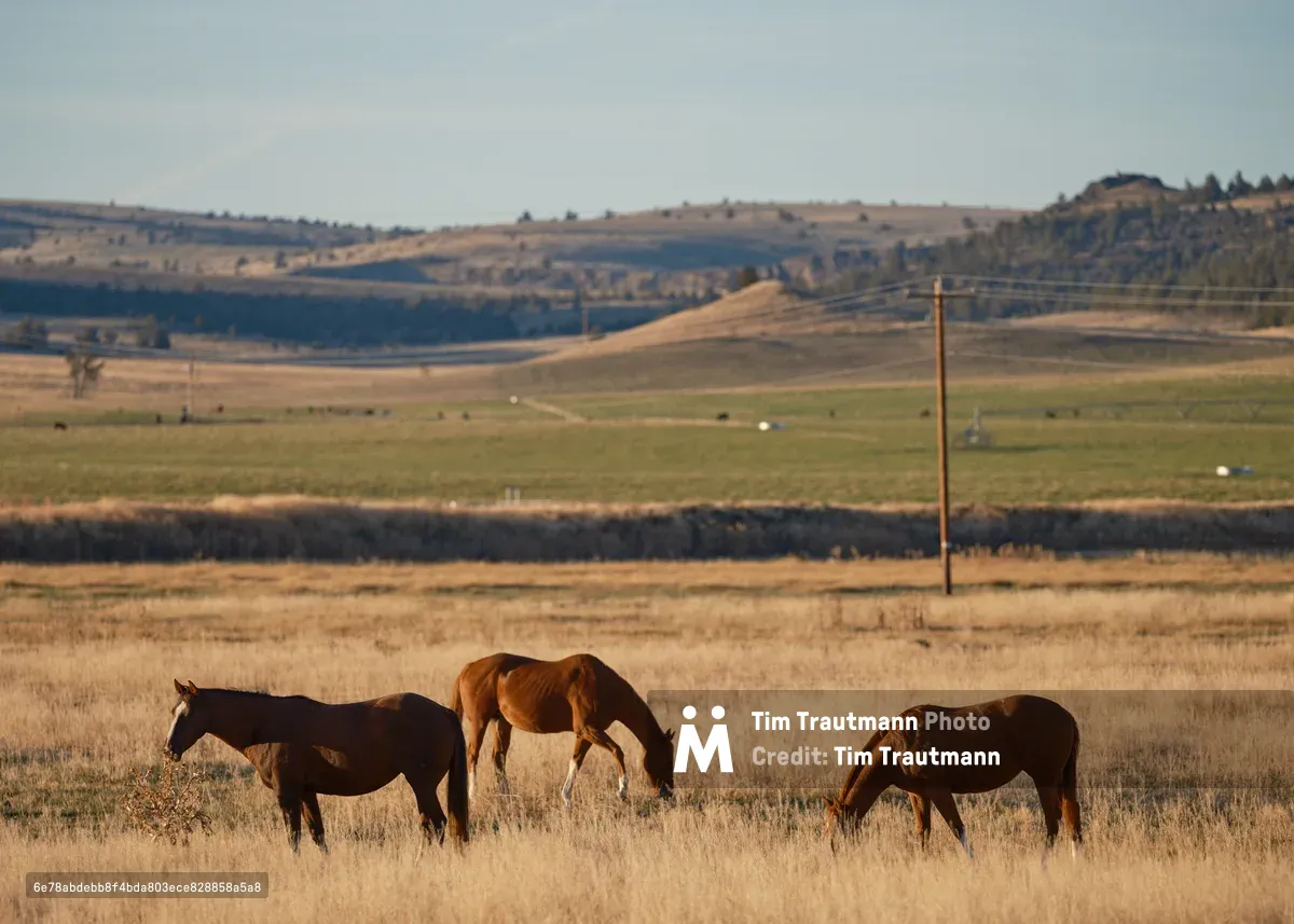 Three horses graze peacefully in the amber grasslands of Wasco County's high desert, their silhouettes etched against the rolling hills near Antelope, Oregon. The late afternoon sun bathes the drought-stressed prairie in honeyed light, while weathered fence posts and distant mesas speak to the rugged beauty of this remote corner of the Pacific Northwest. The composition layers the pastoral foreground against the dramatic geography of the Columbia River Plateau, creating a timeless portrait of the American West.