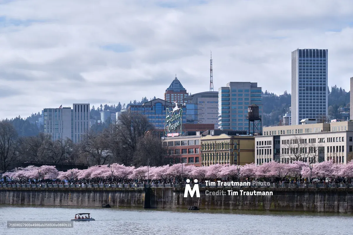 A delicate ribbon of pink cherry blossoms creates a stunning foreground along the Willamette River waterfront, contrasting beautifully with Portland's downtown skyline. The iconic "Portland Oregon" neon sign glows against the modern glass towers and historic buildings, while overcast skies cast a soft, diffused light across the scene. A small boat navigates the calm waters as crowds gather beneath the blooming trees at Tom McCall Waterfront Park, capturing the essence of spring in the Pacific Northwest.
