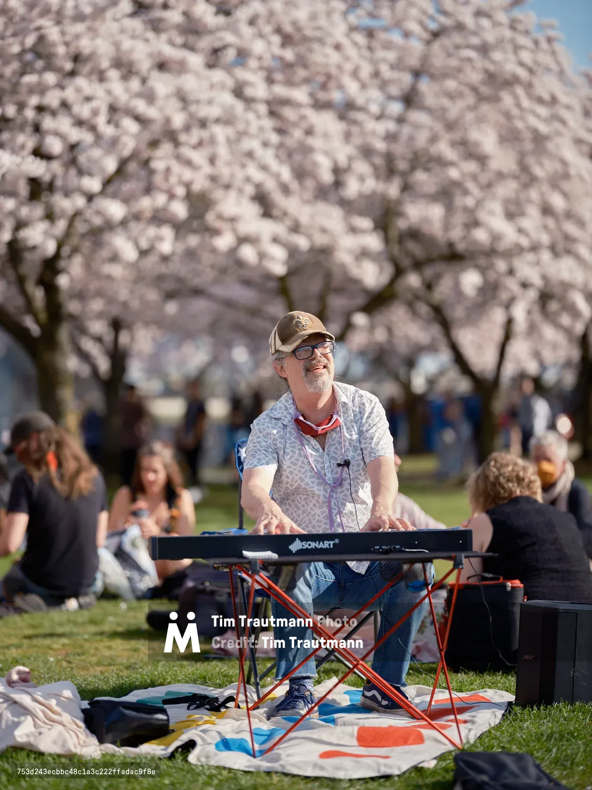 A bearded musician in glasses and tan cap sits cross-legged on a colorful blanket, fingers dancing across the keys of his portable keyboard as crowds gather beneath the ethereal pink bloom of cherry blossoms at Tom McCall Waterfront Park. The scene captures the quintessential Portland spring experience, where music and nature converge in perfect harmony. Soft afternoon light filters through the delicate sakura petals, creating a dreamlike backdrop for this impromptu street performance. Families and visitors scattered across the grass complete this snapshot of urban tranquility in Old Town Portland.