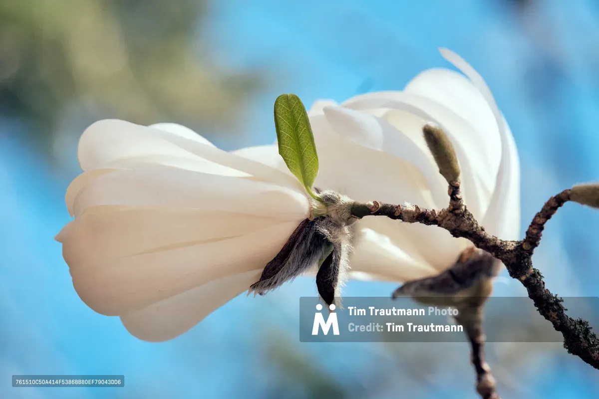 A pristine white magnolia blossom emerges from a dark, textured branch against a dreamy azure sky in Portland, Oregon. The flower's ivory petals unfurl in perfect symmetry while a single chartreuse leaf provides delicate contrast. Soft natural lighting illuminates the bloom's silky surface, creating an ethereal composition that captures the fleeting beauty of spring's arrival in the Pacific Northwest.