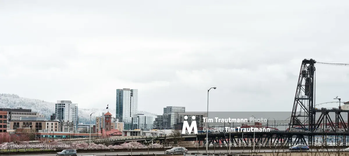 Delicate cherry blossoms in soft pink create a foreground curtain against Portland's modern cityscape, viewed from the Burnside Bridge area. The overcast Oregon sky bathes the scene in diffused light, while the iconic steel drawbridge structure anchors the right side of the composition. Mid-rise buildings and hotels punctuate the urban core, their glass and concrete forms contrasting with the ephemeral beauty of spring's arrival. The juxtaposition captures Portland's character—where natural cycles persist alongside urban development.