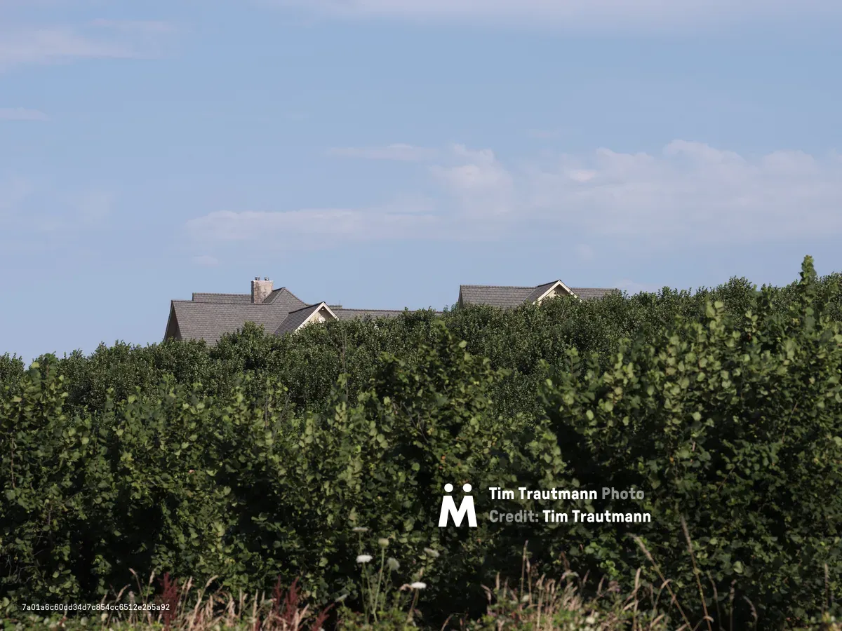 Modern residential homes with gray roofing are partially visible behind lush green grapevines in the foreground, set against a partly cloudy blue sky in Oregon's wine country. The houses sit elevated above the vineyard on Northeast Ribbon Ridge Road in Yamhill County.