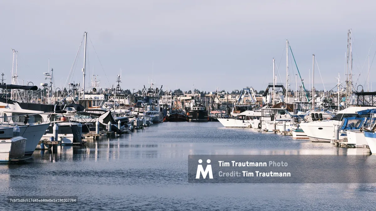 A crystalline morning unfolds across the protected waters of Seattle's Fishermen's Terminal, where commercial fishing vessels and pleasure craft rest in perfect stillness. The overcast Pacific Northwest sky casts a silvery luminescence across the harbor, creating mirror-like reflections that double the forest of masts and rigging. Working boats with weathered hulls stand alongside pristine white yachts, their vertical lines creating a rhythmic composition against the distant shoreline of residential buildings and evergreen trees.