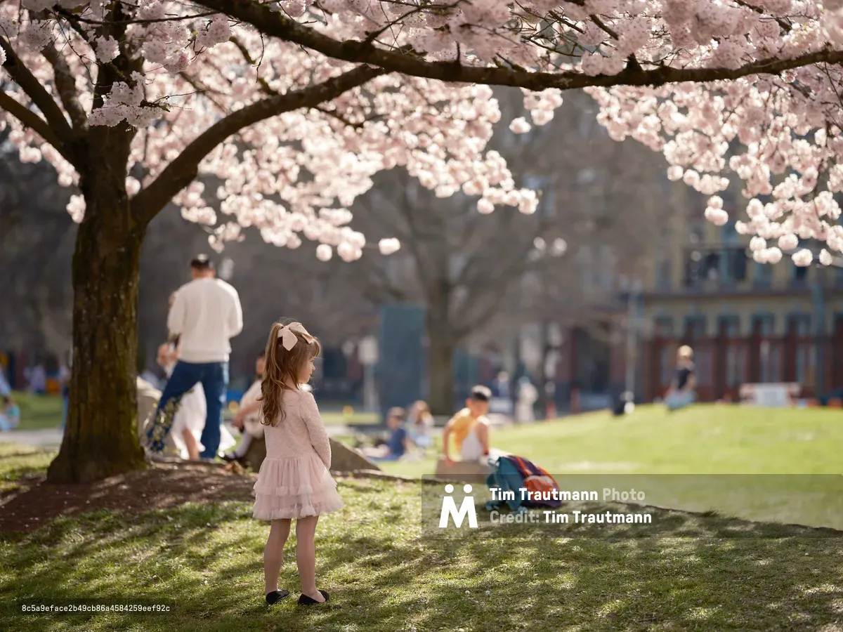 A young girl in a pale pink dress stands contemplatively beneath the drooping branches of cherry blossoms at Tom McCall Waterfront Park in Portland's Old Town district. The ethereal pink petals create a natural canopy overhead, filtering soft spring light across the scene while families gather on the verdant lawn in the background. The composition captures the fleeting magic of hanami season, with the child positioned as a focal point against the dreamy blur of urban park life and historic architecture beyond.