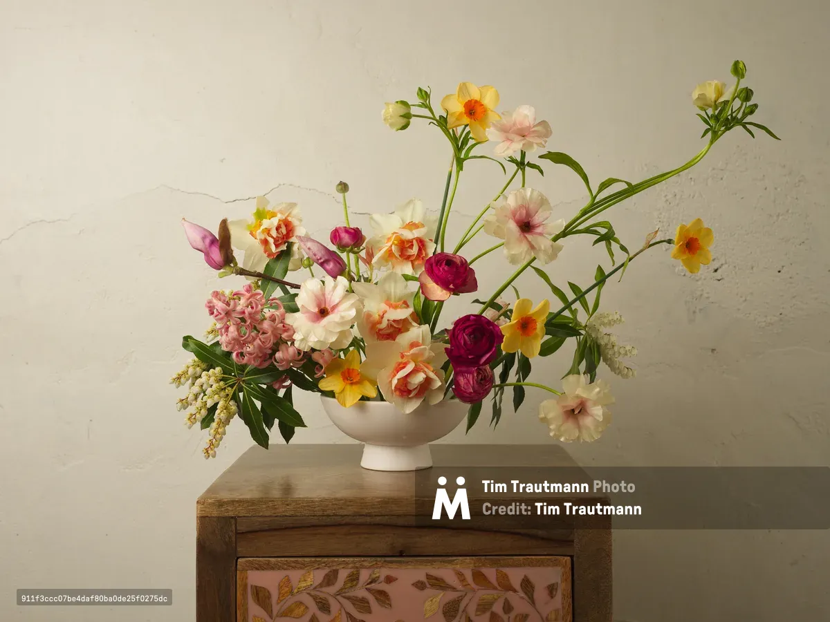 A spirited floral composition cascades from a matte white ceramic bowl, positioned on a weathered wooden chest adorned with hand-painted botanical motifs. The arrangement pulses with Oregon's spring palette—burgundy ranunculus nestle against coral-tinged daffodils, while pale pink cosmos and cream blooms create luminous counterpoints. Graceful stems of jasmine and delicate buds extend beyond the vessel's rim, their organic curves softened by gentle natural light that bathes the textured plaster wall behind.