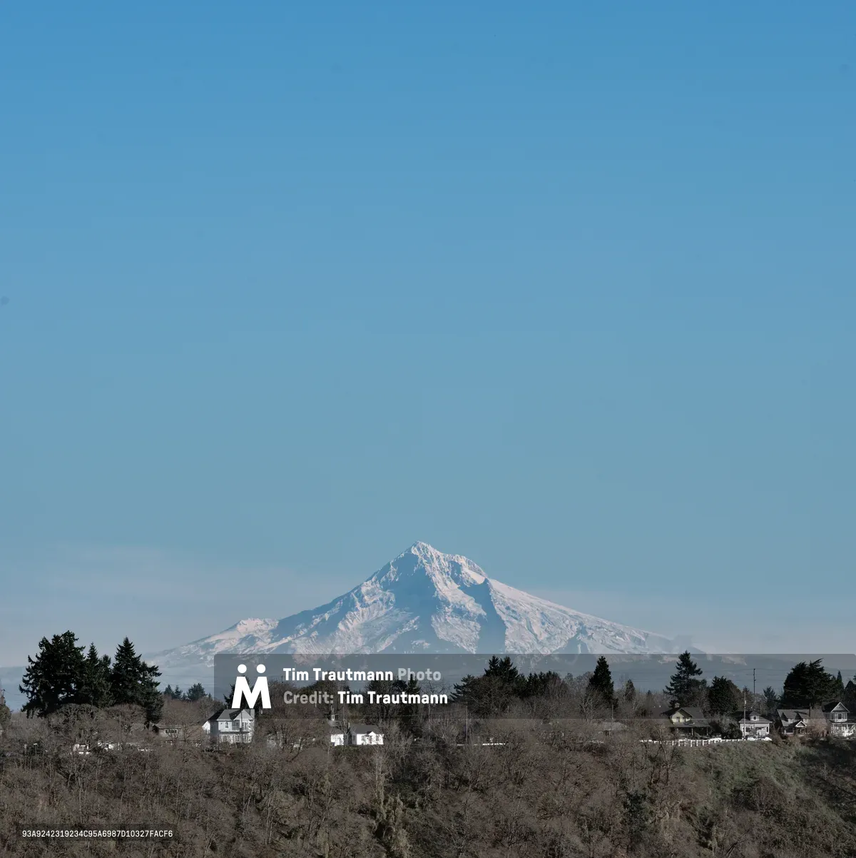 The snow-capped summit of Mount Hood dominates the southern horizon, its glaciated peak catching soft afternoon light against a gradient sky that deepens from pale blue to rich cerulean. In the foreground, the residential fabric of North Portland spreads across rolling hills - modest homes nestled among bare winter trees and evergreen stands, creating intimate layers of domestic life beneath the mountain's commanding presence. The composition balances urban intimacy with alpine grandeur, capturing the unique geography that defines Portland's relationship with the Cascade Range.
