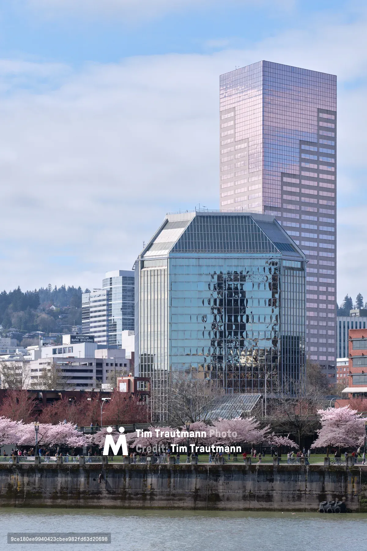 A cascade of pale pink cherry blossoms creates an ethereal foreground along the Willamette River, framing Portland's gleaming downtown towers in soft spring light. The iconic glass facades of the city's skyscrapers reflect the overcast Pacific Northwest sky, while visitors stroll beneath the blooming canopy at Tom McCall Waterfront Park. The juxtaposition of delicate seasonal beauty against the stark geometry of modern architecture captures the essence of Portland's urban-nature harmony.