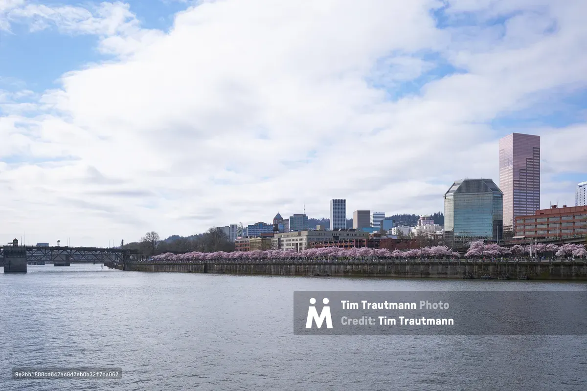 A blanket of pink cherry blossoms creates a delicate foreground ribbon along the Willamette River's eastern shore, contrasting beautifully with Portland's geometric downtown skyline. The soft, overcast sky diffuses natural light across the water's surface, while the distant Steel Bridge anchors the left side of the composition. Glass towers and mid-rise buildings rise from the blooming waterfront, capturing the harmonious blend of urban architecture and seasonal natural beauty that defines Portland in spring.