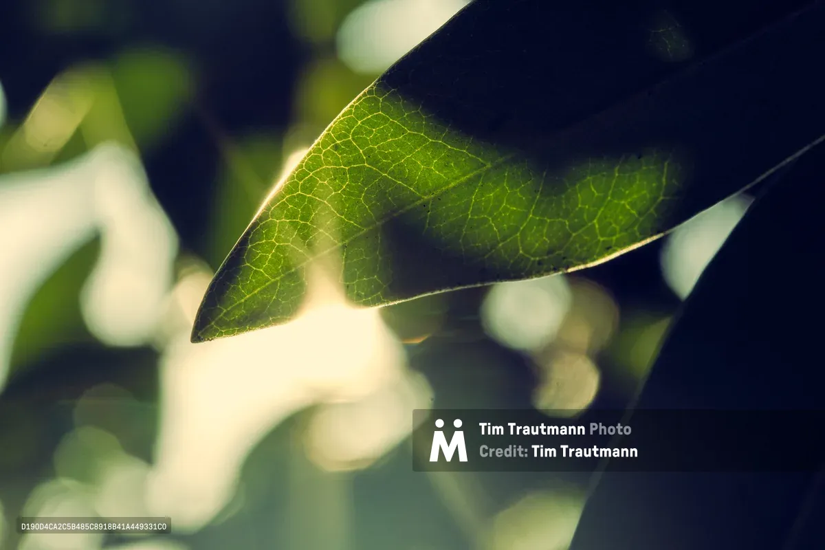 Golden afternoon light filters through a single leaf in Portland's Alberta neighborhood, revealing an intricate network of translucent veins against soft bokeh. The delicate cellular structure creates a natural stained glass effect, with warm sunlight transforming the ordinary foliage into luminous architecture. Gentle shadows dance across the leaf's surface while the background dissolves into dreamy circles of light and shadow.