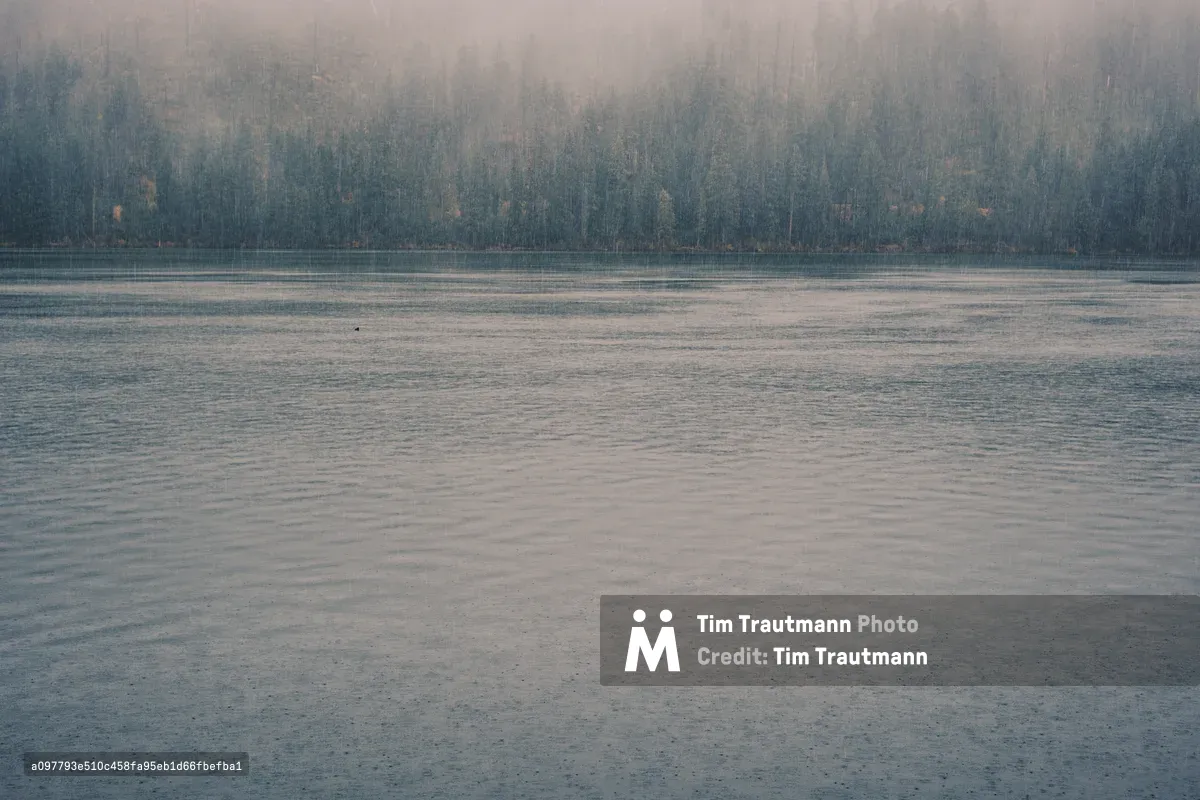 A solitary waterfowl floats serenely across the mirror-like surface of Suttle Lake as dawn mist clings to the densely forested Cascade Mountains beyond. The ethereal fog creates layers of depth, transforming the ancient ponderosa pines and Douglas firs into ghostly silhouettes against the pearl-gray sky. Gentle ripples disturb the lake's perfect reflection, while autumn's subtle touch hints at golden undertones within the misty forest canopy.