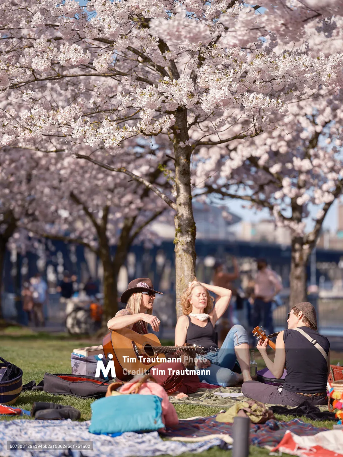 A group of people relax on blankets beneath fully bloomed cherry blossom trees at Tom McCall Waterfront Park in Portland, Oregon on a sunny spring day. In the foreground, a woman in a wide-brimmed brown hat and rust-colored pants plays an acoustic guitar, while a second woman reclines with her eyes closed enjoying the sun, and a third plays a ukulele. Picnic blankets, bags, and belongings are scattered across the grass. More visitors and a bridge over the Willamette River are visible in the soft background.