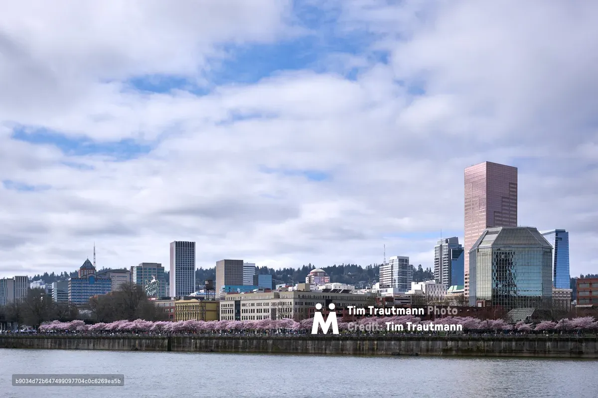 A delicate ribbon of pink cherry blossoms creates a soft foreground along the Willamette River waterfront, contrasting beautifully with Portland's modern downtown skyline. The overcast spring sky casts gentle, diffused light across the scene, while the city's distinctive towers—including the prominent brick-colored high-rise—rise majestically against rolling forested hills. The composition perfectly captures the harmonious blend of urban architecture and natural beauty that defines Portland during cherry blossom season.