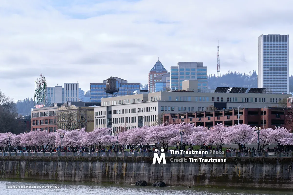 A dreamy canopy of pale pink cherry blossoms creates a delicate foreground against Portland's downtown skyline, viewed across the Willamette River from Tom McCall Waterfront Park. The soft, overcast sky bathes the scene in gentle light, while crowds gather beneath the flowering trees to witness this ephemeral spring spectacle. The juxtaposition of nature's tender blooms against the geometric glass and steel towers captures the harmonious blend of urban sophistication and natural beauty that defines Portland's character.