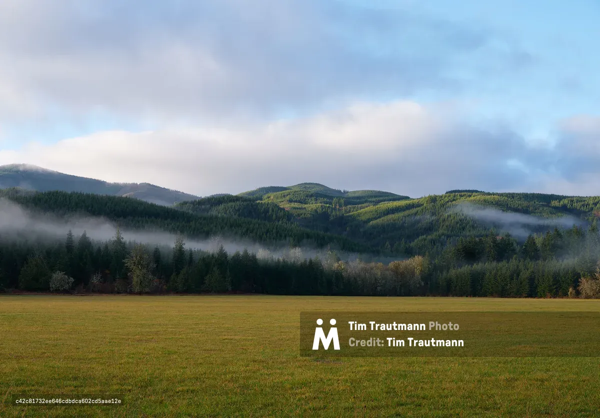 A serene rural landscape near Pe Ell, Washington, featuring a wide flat green pasture in the foreground backed by a dense treeline of evergreen conifers. Low-lying morning fog drifts in ribbons through the valleys between rolling, heavily forested hills. Sunlight catches the tops of the hills, illuminating the bright green tree canopy against a partly cloudy blue sky.