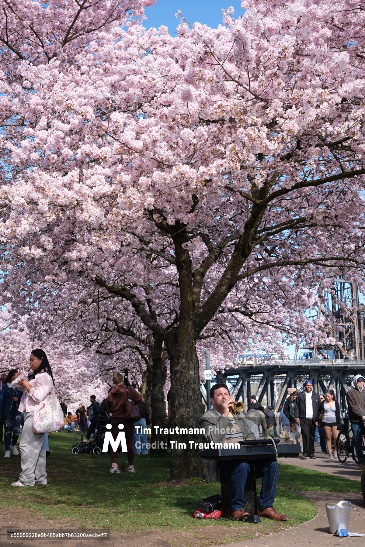 A street musician performs beneath the magnificent cherry blossoms at Tom McCall Waterfront Park, his trumpet gleaming in the dappled sunlight filtering through clouds of pale pink petals. The scene captures Portland's quintessential spring ritual as visitors gather along the Willamette River waterfront, some pausing to listen while others stroll past the iconic Steel Bridge visible in the background. The photographer's low angle emphasizes the towering sakura tree's dramatic spread against the azure sky, creating an intimate portrait of urban nature and community gathering during peak bloom season.