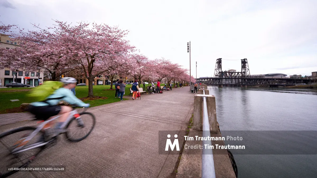 A motion-blurred cyclist speeds past the blooming cherry trees of Tom McCall Waterfront Park, their movement captured against the serene backdrop of the Willamette River and Portland's iconic Steel Bridge. The soft pink canopy of cherry blossoms creates a dreamy foreground while families gather beneath the flowering trees in the golden hour light. The industrial steel framework of the bridge contrasts beautifully with the delicate spring blooms, embodying Portland's harmonious blend of urban infrastructure and natural beauty.