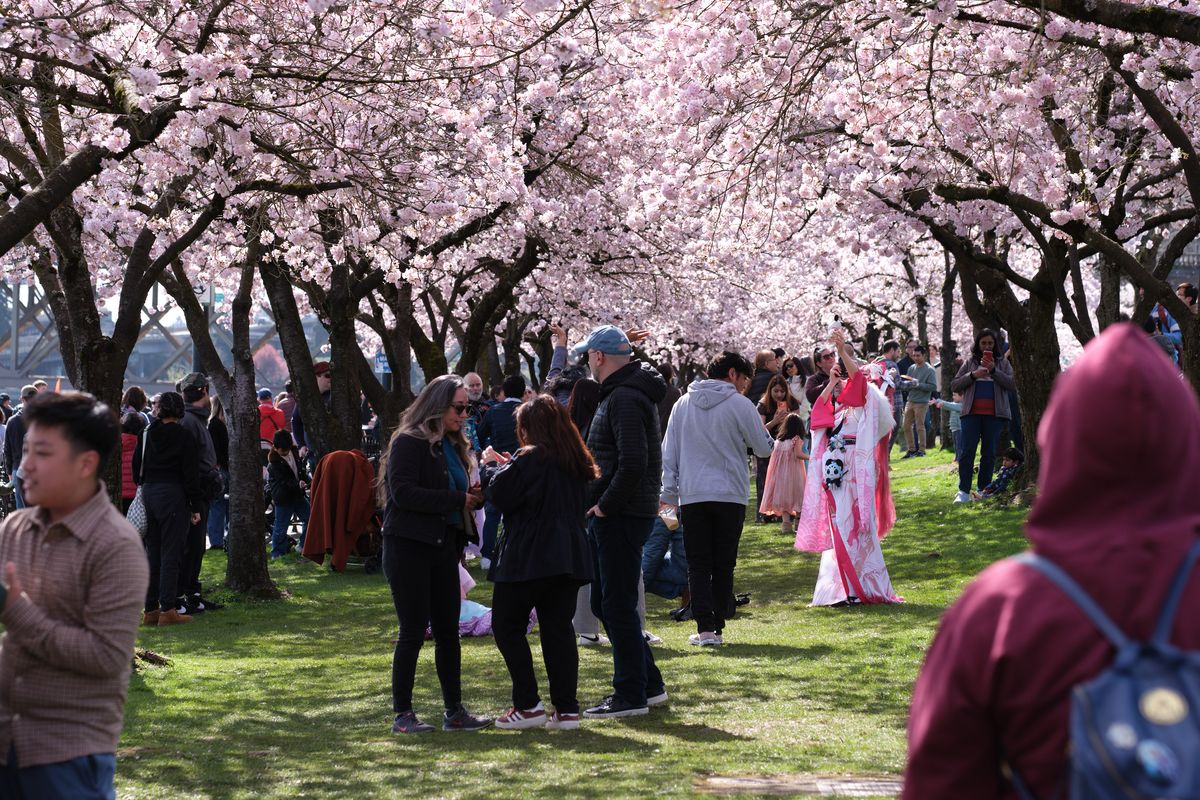 Crowds gather beneath a canopy of pale pink cherry blossoms in full bloom at Tom McCall Waterfront Park along Portland's Willamette River. The scene captures the ephemeral beauty of spring hanami as families and visitors stroll across emerald grass, with some wearing traditional garments that echo the delicate pink petals above. Dappled sunlight filters through the dense flowering branches, creating an intimate cathedral of blossoms that frames this beloved annual ritual of renewal.