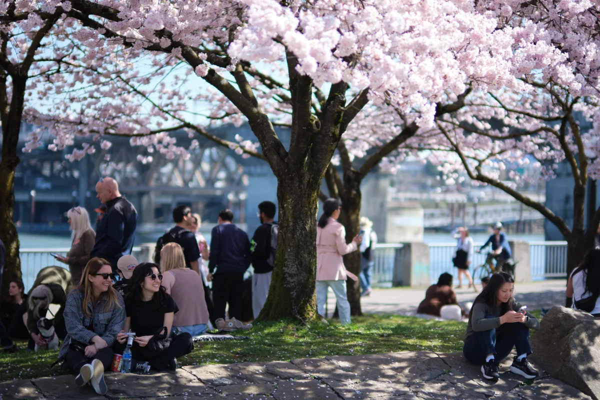 Beneath a canopy of pale pink cherry blossoms at Tom McCall Waterfront Park, visitors find refuge from the spring day, some seated casually on the grass while others stroll the path. The delicate sakura petals create an ethereal overhead tapestry against the soft afternoon light, filtering warmth onto the diverse gathering below. In the background, the Willamette River and Portland's urban landscape provide a gentle contrast to this seasonal sanctuary in the heart of downtown.