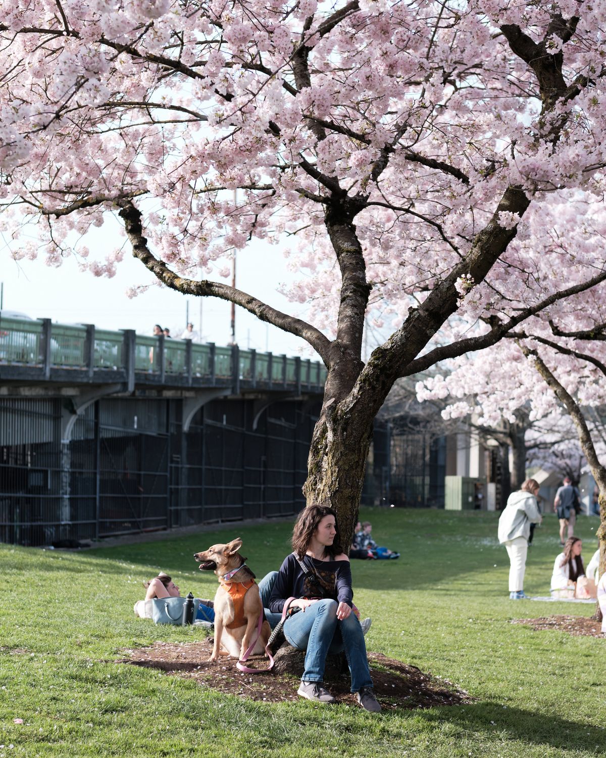 A young woman sits peacefully with her golden retriever beneath a magnificent cherry blossom tree in full bloom along Portland's Naito Parkway. The delicate pink petals create a dreamy canopy overhead while other park visitors enjoy the spring afternoon on the emerald grass. The historic Burnside Bridge provides an urban backdrop to this serene moment, capturing the harmonious blend of nature and city life that defines Portland's Old Town district.