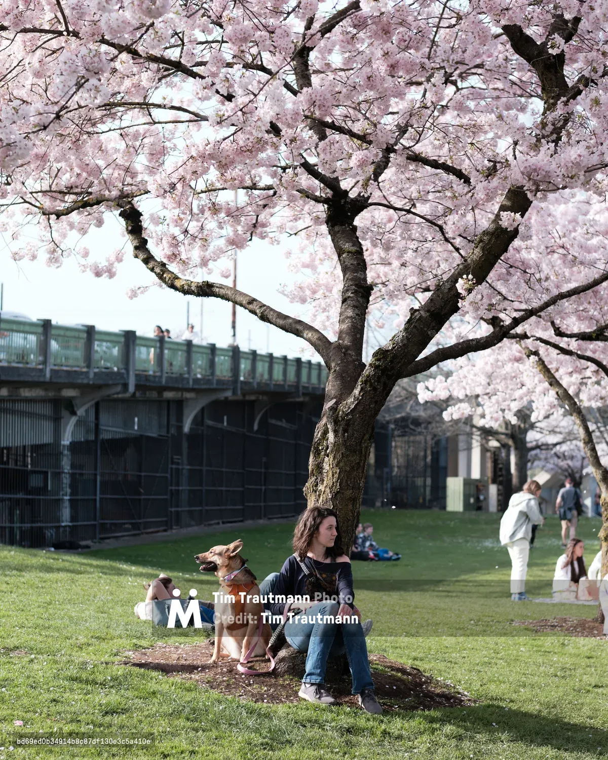 A young woman sits peacefully with her golden retriever beneath a magnificent cherry blossom tree in full bloom along Portland's Naito Parkway. The delicate pink petals create a dreamy canopy overhead while other park visitors enjoy the spring afternoon on the emerald grass. The historic Burnside Bridge provides an urban backdrop to this serene moment, capturing the harmonious blend of nature and city life that defines Portland's Old Town district.