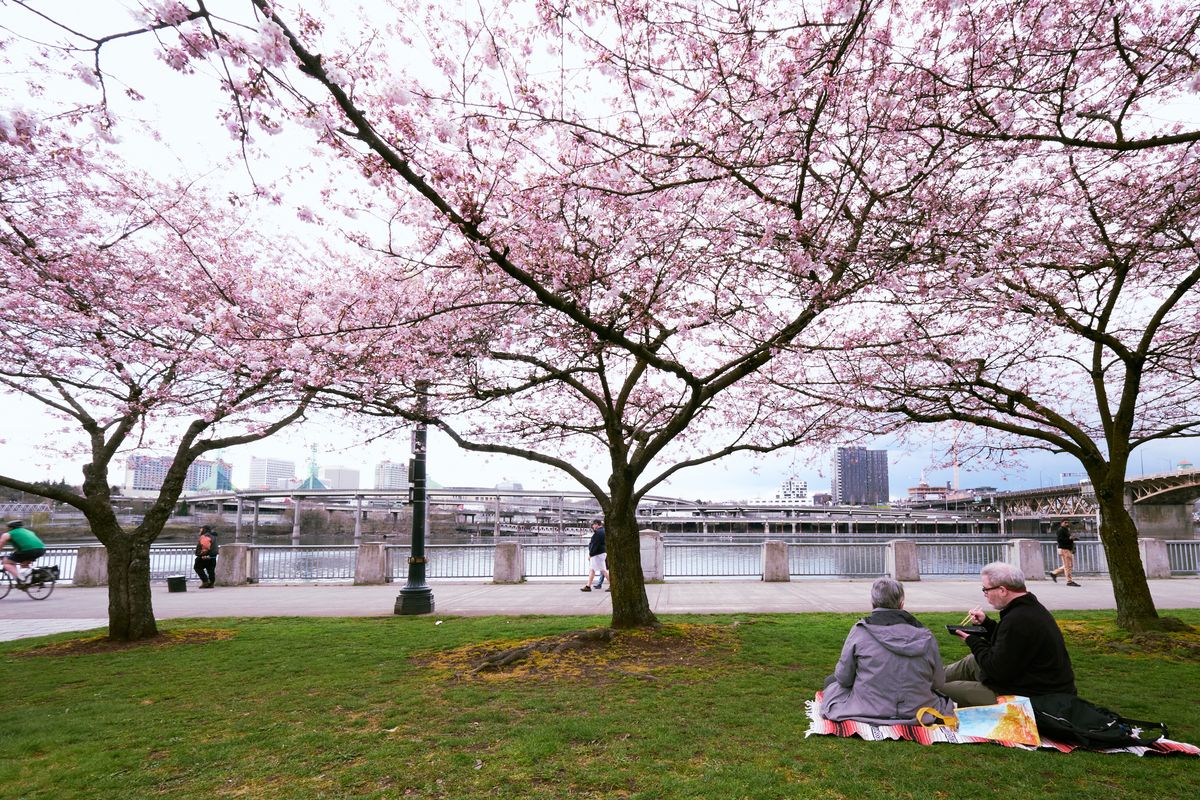 Beneath a canopy of delicate pink cherry blossoms, two companions share a quiet moment on a colorful blanket at Tom McCall Waterfront Park. The ethereal blooms create a natural ceiling above the emerald grass, while Portland's urban skyline rises beyond the Willamette River's concrete embankment. The overcast sky diffuses the light, casting a gentle, dreamlike quality over this quintessential spring scene in Oregon's cultural heart.