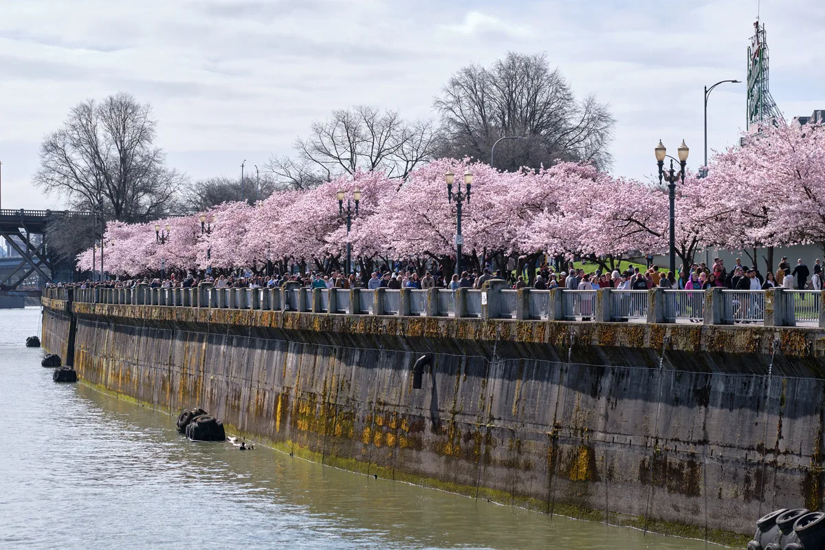 A weathered concrete seawall curves along the murky Willamette River, its moss-stained surface contrasting with the ethereal pink canopy of cherry blossoms that crowns Tom McCall Waterfront Park above. Hundreds of visitors line the promenade's metal railings, drawn by spring's fleeting spectacle beneath an overcast Portland sky. The industrial Steel Bridge looms in the distance, while ornate lampposts punctuate the scene with Old World elegance.
