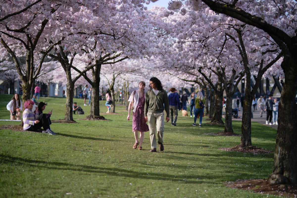 A couple strolls hand-in-hand beneath an ethereal canopy of cherry blossoms in full bloom along Portland's waterfront park. The woman wears a burgundy floral dress while her companion is dressed in casual khaki and olive tones, their figures centered in a natural cathedral of pale pink petals. Soft afternoon light filters through the delicate blossoms, creating a dreamlike atmosphere as other visitors enjoy the seasonal spectacle across the emerald lawn. The scene captures the ephemeral beauty of Portland's famous cherry blossom season in the historic Old Town district.