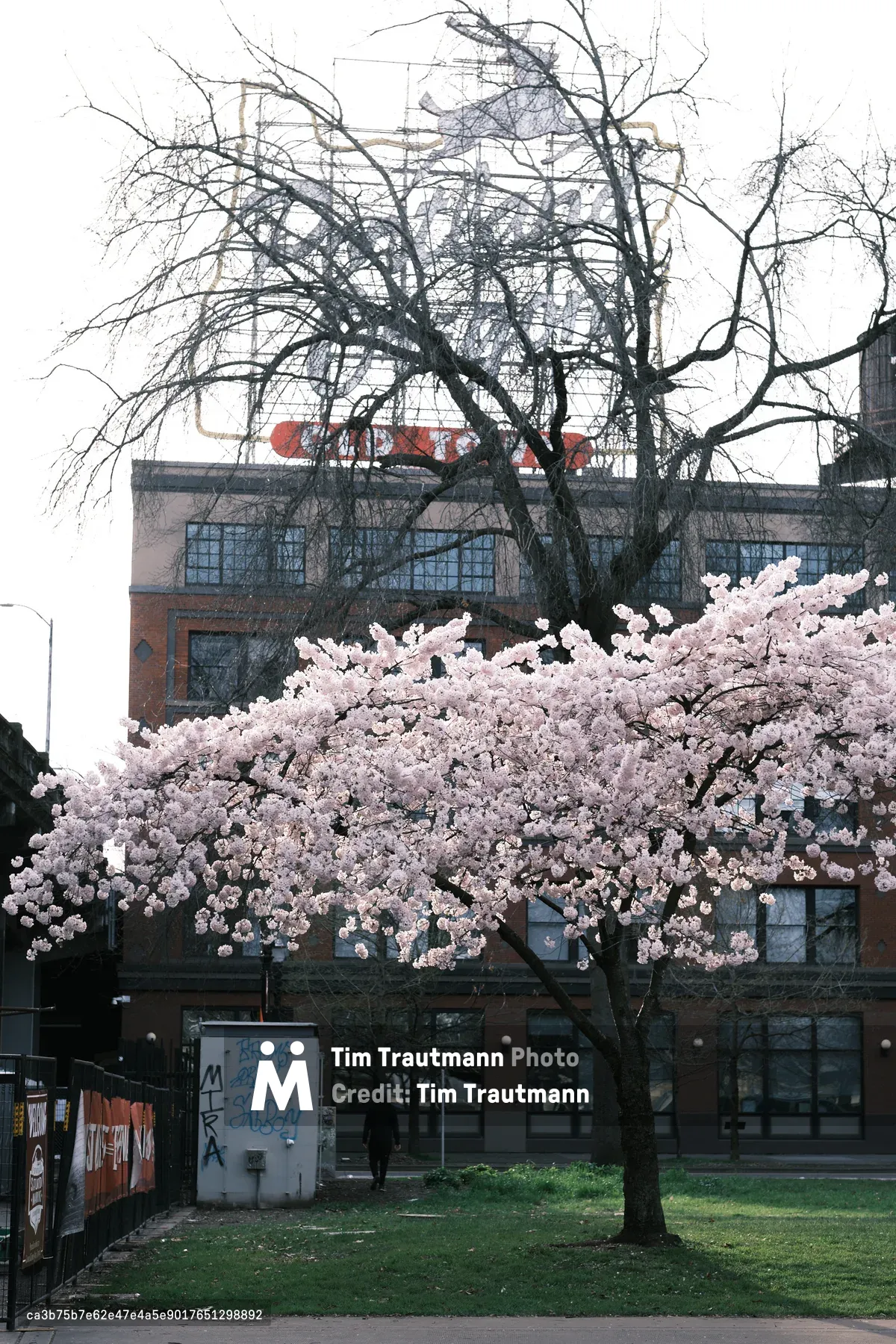 Delicate pink cherry blossoms cascade in the foreground, creating a striking juxtaposition against the weathered brick facade of a historic industrial building in Portland's Old Town district. The bare branches of a towering tree stretch skyward behind the blooming cherry, while graffiti-tagged walls and patches of green grass ground the scene in urban authenticity. Overcast skies cast an even, diffused light that enhances the soft pastels of spring against the muted tones of the post-industrial landscape.