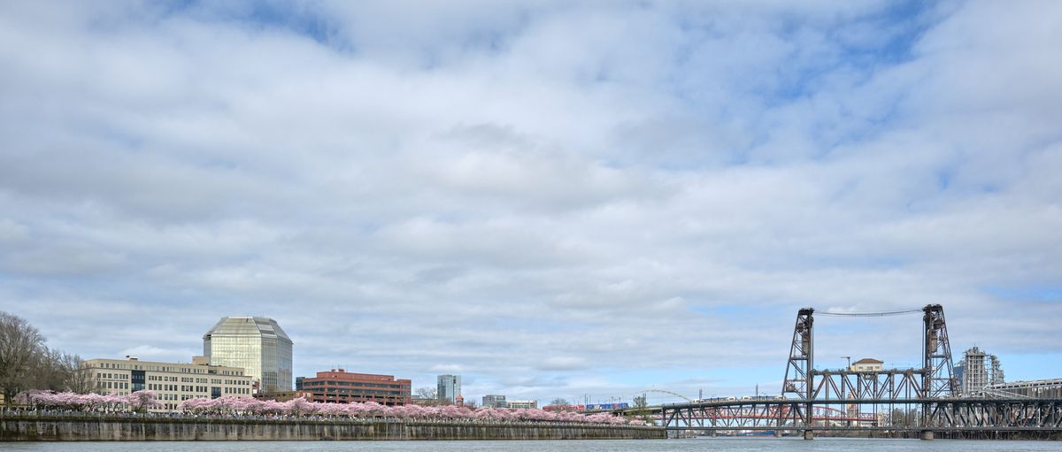 A panoramic view captures Portland's Tom McCall Waterfront Park in spring bloom, where delicate pink cherry blossoms create a romantic foreground along the Willamette River's eastern bank. The Steel Bridge's distinctive lift span dominates the right side of the frame, its industrial lattework contrasting beautifully with nature's seasonal display. Portland's downtown skyline rises beyond the flowering trees under a moody sky of layered clouds, creating a quintessential Pacific Northwest scene where urban architecture harmonizes with natural beauty.