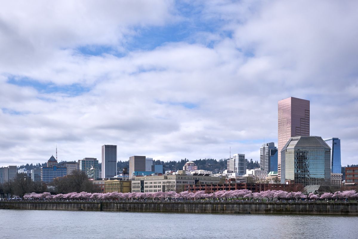 A delicate ribbon of pink cherry blossoms creates a soft foreground along the Willamette River waterfront, contrasting beautifully with Portland's modern downtown skyline. The overcast spring sky casts gentle, diffused light across the scene, while the city's distinctive towers—including the prominent brick-colored high-rise—rise majestically against rolling forested hills. The composition perfectly captures the harmonious blend of urban architecture and natural beauty that defines Portland during cherry blossom season.